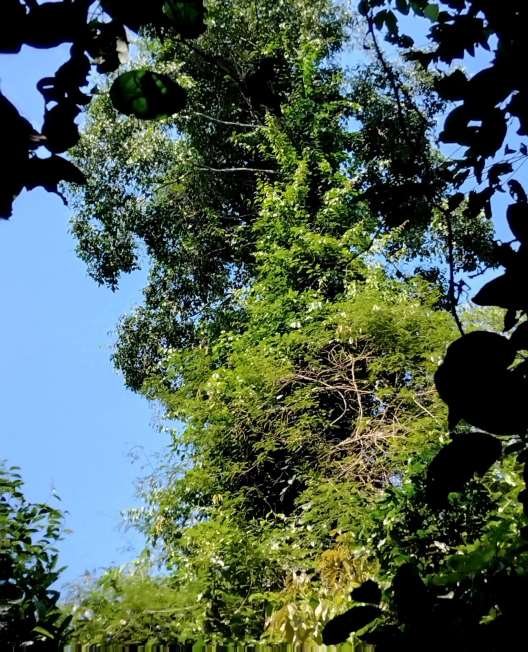 Acacia tangle infestation — RENL Conservation Area 2025