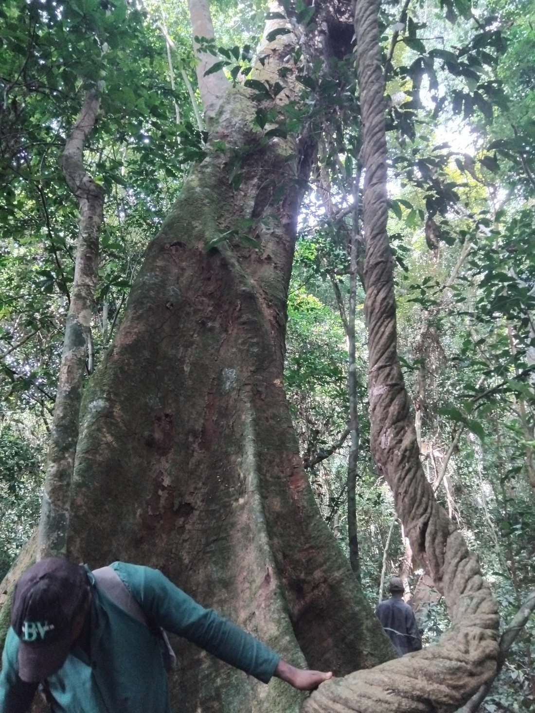A large tree with convoluted liane — RENL Conservation Area, Iguobazuwa Forest Reserve (2025)