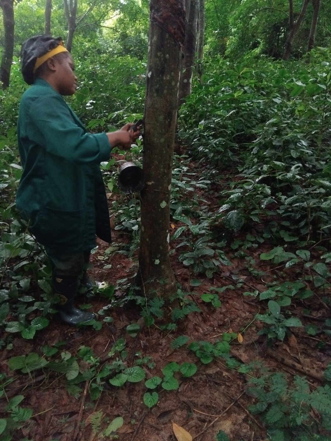 A dedicated lady rubber tapper at work in RENL Plantation bordering Conservation Area (2025)