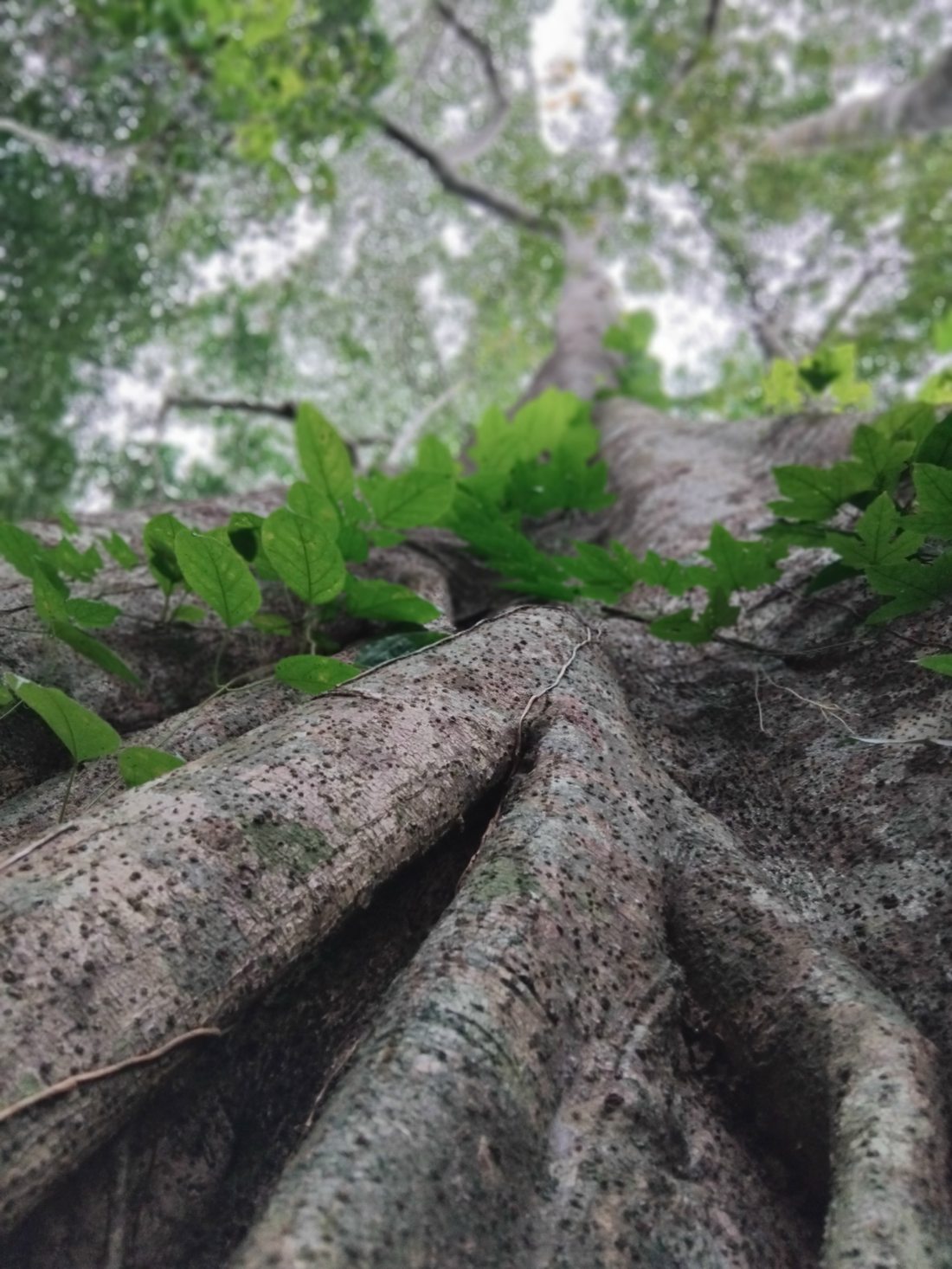 A large tree beleaguered by hemi-parasitic strangler fig at terminal stage — Presco Conservation Area (2016)