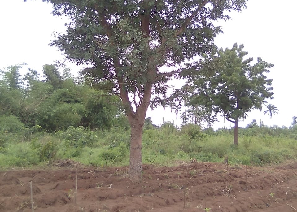Eco-Restoration Landscape 1
