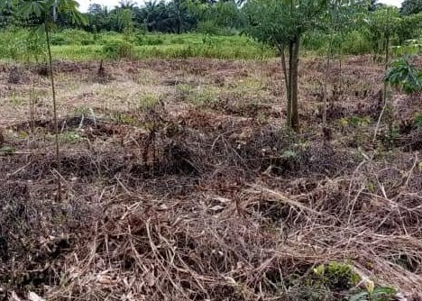 Eco-Restoration Landscape 3