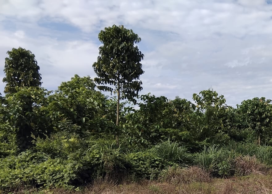 Eco-Restoration Landscape 4