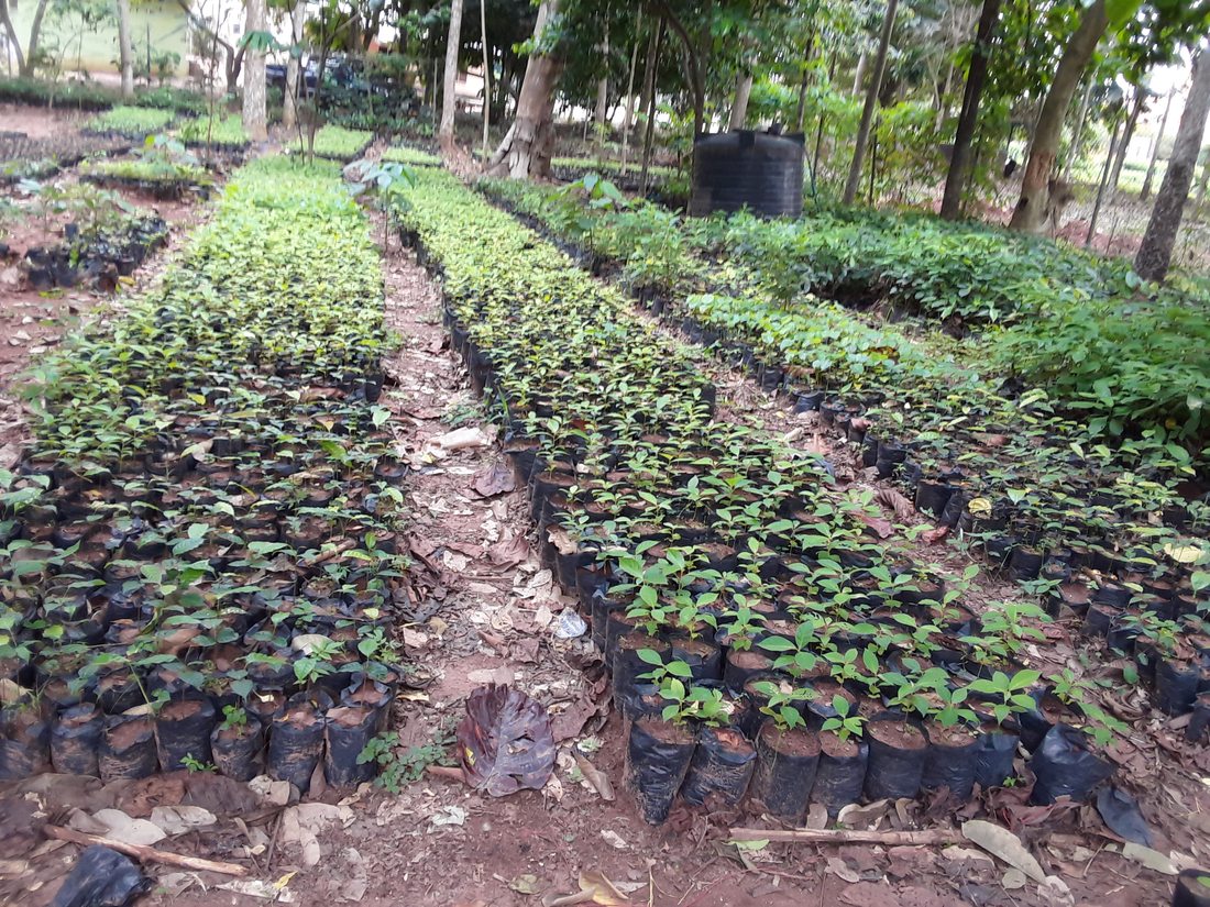 Aduwawa Nursery production 2024