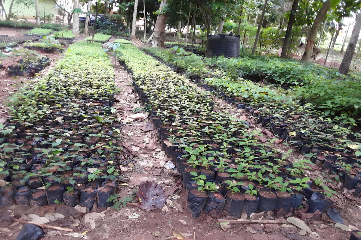 Aduwawa Nursery — seedling rows
