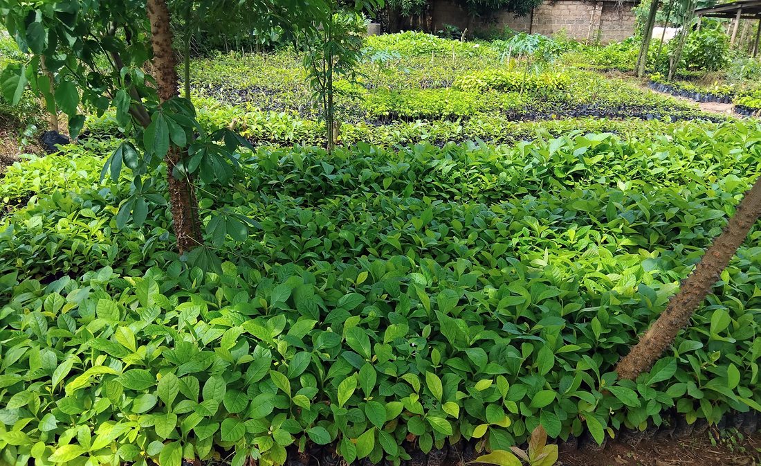 Ecorewire nursery in Benin City (2023)