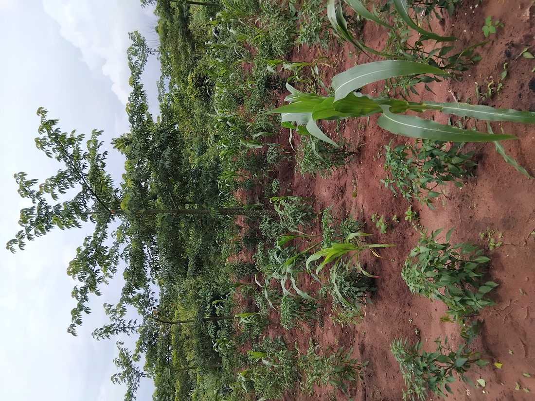 Forest tree and arable crop mixture 2024