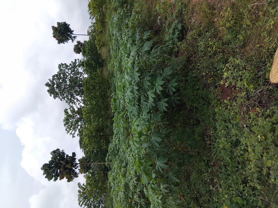 Cassava crop at the frontal of restored forest 2025