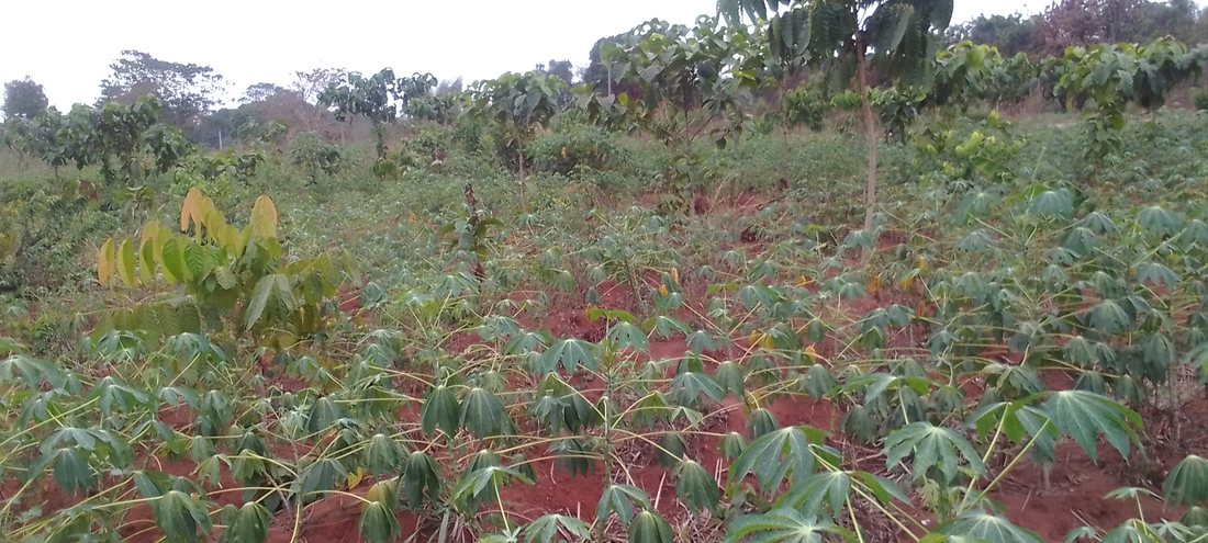 Cassava interplanted with forest tree seedlings 2022