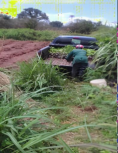 Transporting seedlings from Aduwawa to Udakpa site