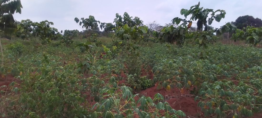 Ecorewire Centre Project site (2022)